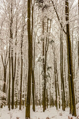 Landscapes - Forest - Europe, Romania, Suceava region