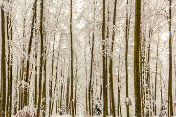 Landscapes - Forest - Europe, Romania, Suceava region
