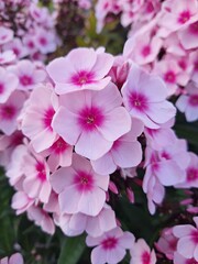 Obraz premium Phlox paniculata 'Bright Eyes'