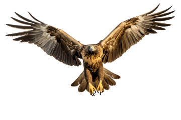 Obraz premium Golden Eagle landing with its talons extended, showing dynamic movement and detailed feather texture, isolated on white background