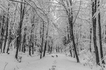 Fototapety na wymiar - Fototapeta24.pl
