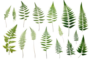 Obraz premium Fresh green fern leaves with intricate patterns, showcasing varying sizes and shapes, isolated on white background