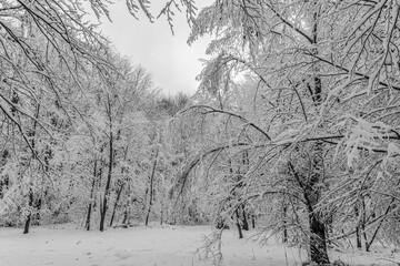 Landscapes - Forest - Europe, Romania, Suceava region
