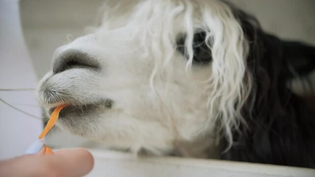 girl feeding carrot to long haired alpaca, petting zoo