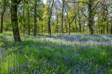 Fototapeta premium Bluebell wood landscape in Scotland in the springtime