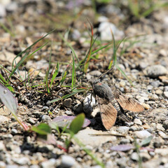 Obraz premium Taudbenschwänzchen mit KI erstellt