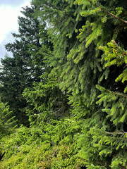 green moss in the forest