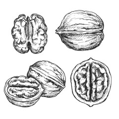 Walnut sketch ink graphic illustration, draft silhouette drawing, black on white line art. Botanical vintage etching food design.