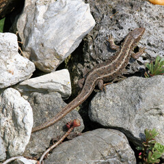 Obraz premium Zauneidechse mit KI erstellt