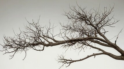 Obraz premium Dead Tree