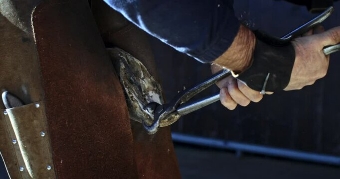 Super slow motion of skilled equine farrier filing and repairing old horse hoof, preparing it for shoeing. Farrier removes toe and nails horseshoe to hoof, as traditional animal care.