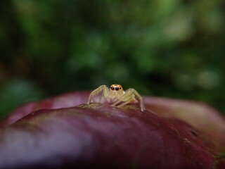 A yellow jumping spider on the plant.