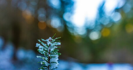 Snow-Covered Pine Branch in Winter Forest