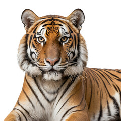Obraz premium bengal tiger on white background