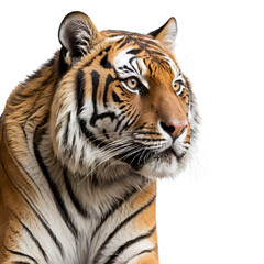 Fototapeta premium tiger on white background