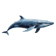 Fototapeta premium blue whale on white background