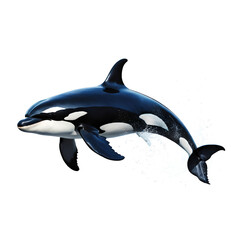 Obraz premium killer whale on white background