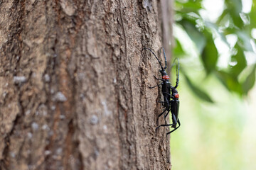 The peach-necked longicorn insect on the plum tree