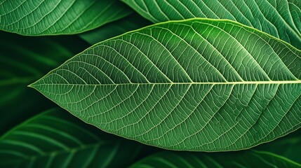 Fototapeta premium Close-up view of vibrant green leaves with intricate vein patterns and rich texture, showcasing natural beauty and organic structure in a botanical setting.