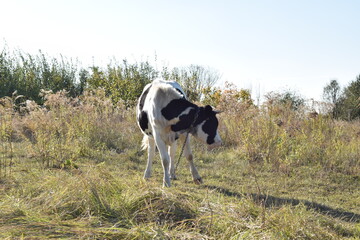 A serene cow grazes peacefully in a lush meadow under the bright sun on a warm day outdoors. The idyllic rural landscape captures the essence of simplicity and harmony in nature's beauty