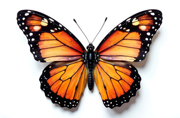 Obraz premium beautiful Color butterfly on a white background