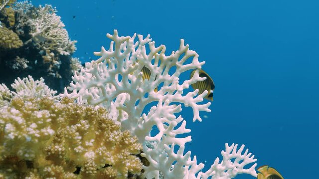 Diagonal butterflyfish and chromis fish swimming over bleached fire coral.