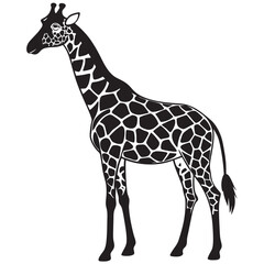 Fototapeta premium A giraffe black and white on a isoleted white backgroun linocut vector