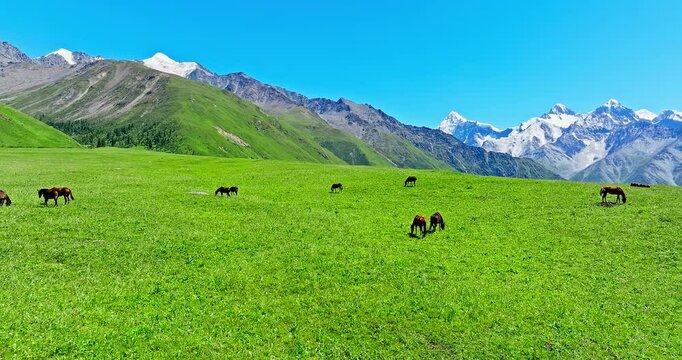Horses grazing on pasture. Green grass with mountain natural landscape in Xiata Scenic Area, Xinjiang, China. Beautiful grassland pasture scenery in summer.