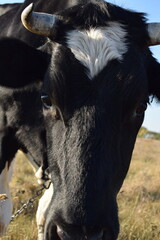 A serene cow grazes peacefully in a lush meadow under the bright sun on a warm day outdoors. The idyllic rural landscape captures the essence of simplicity and harmony in nature's beauty