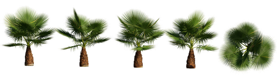 Obraz premium California Palm isolated on transparant background