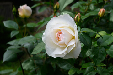 A bush of white roses in a spring or summer ornamental garden. Decorative garden. White flowers in the springtime park.