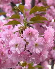 Pink flowers sakura on a branch of blooming cherry. Japanese cherry blossoms in the springtime garden. Beautiful spring tree.