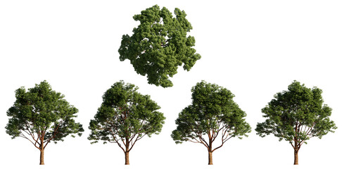 Paperbark Maple isolated on transparant background