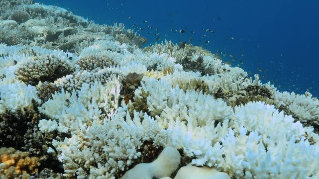 Closeup of white dying hard corals with Chromis fish swimming in clear water.