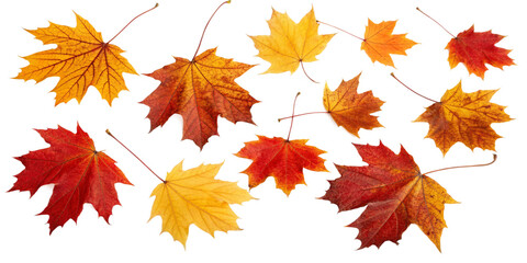 Fototapeta premium Autumn Red Leaves Isolated on Transparent Background for Graphic Design