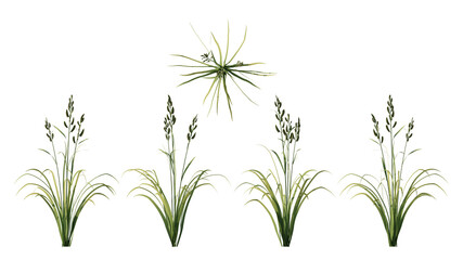Prairie Cordgrass isolated on transparant background. 3d rendering	
