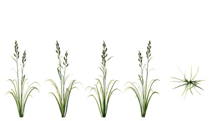 Obraz premium Prairie Cordgrass isolated on transparant background. 3d rendering 