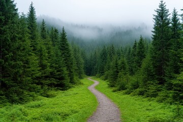Fototapeta premium Serene Landscape of Black Forest with Dense Woods and Winding Path