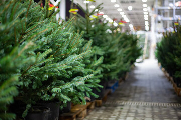 Fototapeta premium Christmas tree market