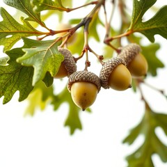 High-angle shot of acorns, isolated against a backdrop.