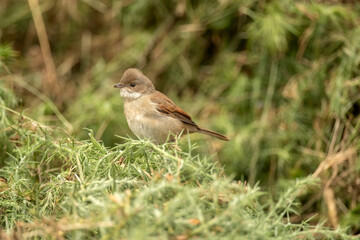 Obraz premium Common whitethroat, sylvia communis, female perched on a branch in the summer, close up