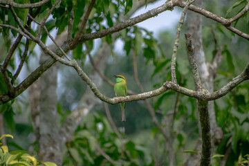 Bee Eater Bird