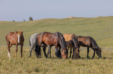 Wild Horses in Summer in the Pryor Mountains Montana