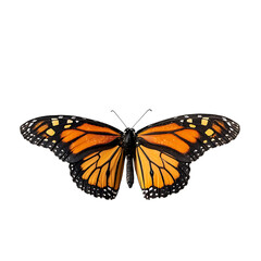 Obraz premium butterfly on white background