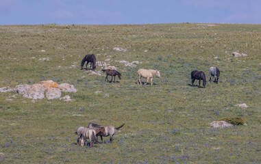 Fototapeta premium Wild Horses in Summer in the Pryor Mountains Montana