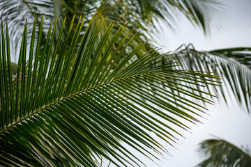 palm tree leaves