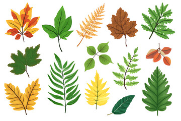 Fototapeta premium A collection of various leaves showcasing different shapes and colors.