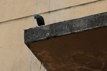 Asian Glossy Starling. The Asian glossy starling (Aplonis panayensis) is a species of starling in the family Sturnidae.