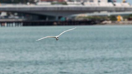 Egret White Heron in flying in Gurney Beach Penang Malaysia.