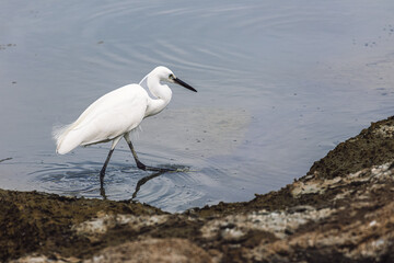 Great White Egret Heron Bird feeding on worms in Gurney Beach Penang Malaysia